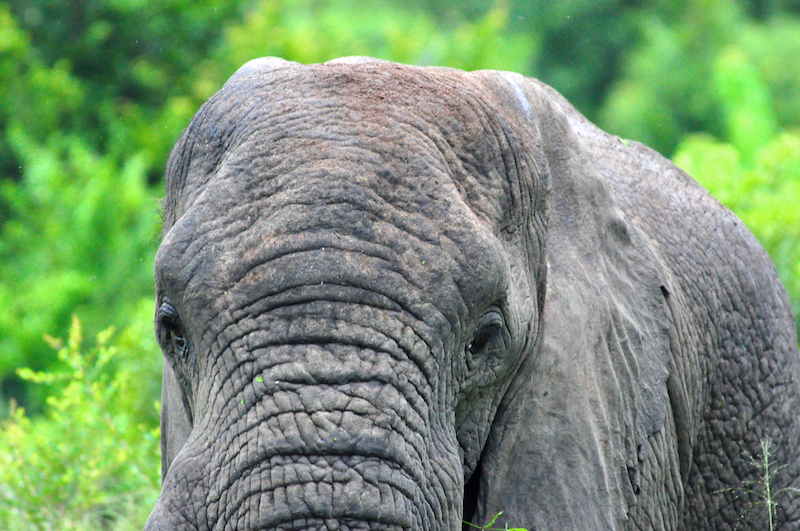 Melanie Heinrich - travel images - Lion Sands Private Game Reserve